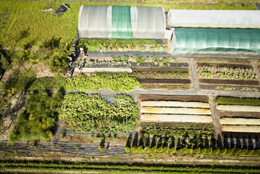 Dream farm: Pôdu neobracajú, pokrývajú ju kompostom a burina im nerastie